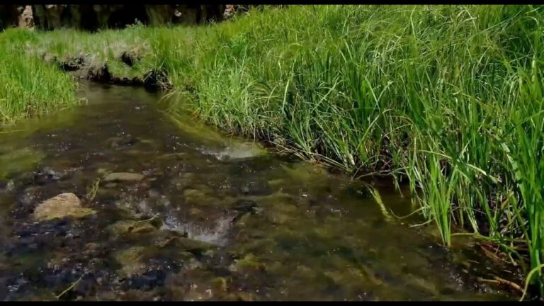Méditation pour un Sommeil Réparateur : Plongez dans un Repos Profond en 10 Minutes